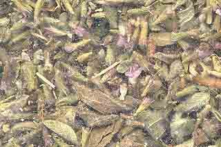 AzureGreen Pennyroyal Leaf Cut 2oz