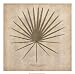 Dwarf Palmetto - Poster by R. B. Davis (22 x 22)