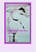 Books : American Erotica: Erotic Stories
