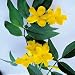 Yellow Jasmine 'Revolutum' (Jasminum Humile)