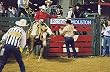 Rodeo Photograph - Beautiful 16"x20" Photographic Print by Carol M. Highsmith