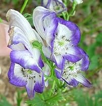 Aconitum - Eisenhut - RANUNCULACEAE, Pflanze