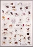 Arachnids Poster(#37)