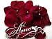 8 Cups Wedding Freeze Dried Rose Petals BURGUNDY Dark Red 1.5 Oz / 180 Petals