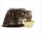 Photographic Prints of Cat - Norwegian forest kitten eating dried catfood from a bowl from Ardea Wildlife Pets