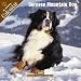 Bernese Mountain Dog