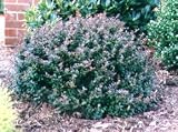 Barberry Capsules