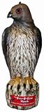 Bird-B-Gone Hawk