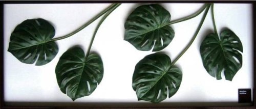 F-style リーフパネル・1375x570x30mm　Monstera deliciosa