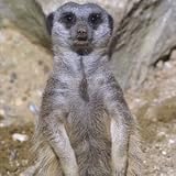 Meerkat Encounter