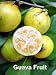 Strawberry Guava 15 Seeds