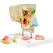 3B Scientific E20 5 Part Nose with Paranasal Sinuses, 10.2