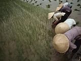 In the Rich Delta of Vietnam, Women Plant Hybrid Rice Photographic Poster Print by Lynn Johnson, 32x24