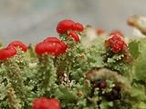 Live British Soldier Cladonia Cristatella Lichen for Terrariums Gardens Bonsai 5 PACK
