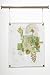 Botanical Collage Story in Sap Green / Botanical Collage Stories in Trapeze Frames - Watercolor, Dried Flowers, Glass