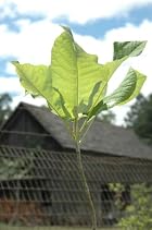 Magnolia Macrophylla Ssp. Ashei Ash's Magnolia Tree - Pot Size #1 Gal.