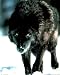 Black Wolf Hunting In The Snow Art Print Poster