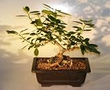 416u9QLw3cL. SL160  Ficus Bonsai Tree   Root Over Rock<i>(ficus natalensis)</i>
