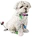 Maltese Sandicast Holiday Ornament