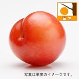 スモモ（プラム）：秋姫（あきひめ）4.5号ポット[大実の晩生すもも]