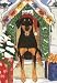 Dobie in Decorated Doghouse Christmas Cards