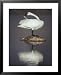 An Adult Trumpeter Swan Stands on a Rock While Preening its Feathers National Geographic Collection Framed Art Poster Print by Michael S. Quinton, 25x31