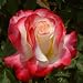 ROSE DOUBLE DELIGHT-Ideal Gifts For New Baby,New B