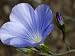 Purple Flower and Bud of Linum Narbonense, or Narbonne Flax Photographic Poster Print by Stephen Sharnoff, 12x16
