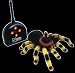 Toys : Natural History Museum Radio Control Tarantula Spider Toy