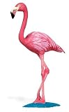 Safari: Flamingo