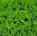 Lettuce Green Grand Rapids Great Heirloom Vegetable 3,000 Seeds