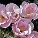 Blushing Knock Out Rose