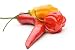 Red Habanero, Orange Habanero Und Ein Thai Chili - 48