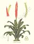 Botanical Flower Print: Bromeliad - Tillandsia splendens