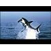 Product Video: Disney's Nature: Earth-Trailer