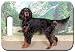 Search : Set of 2 Gordon Setter Luggage Tags