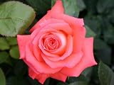Eigenschaften Agel Rosen  / Edelrose 