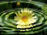 Wallmonkeys Peel and Stick Wall Decals - Wasserflora - Blumen - Wasserspiegelung - 18