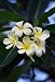 White Frangipani Flower - 48