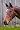 Oakbark