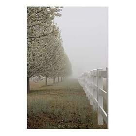 Bradford Pears in Fog Scenic Photographic Poster Print by Susan Bailey, 16x20