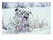 Dalmation Puppy Pair in Winter Photographic Poster Print by Alan And Sandy Carey, 16x12