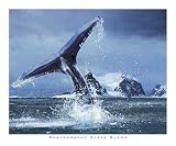  : Antarctica by Steve Bloom. Art Print Poster 23.5 inches width by 19.75 inches height. Highest Quality Art Poster Print