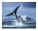 Kitchen & Housewares : Antarctica by Steve Bloom. Art Print Poster 23.5 inches width by 19.75 inches height. Highest Quality Art Poster Print