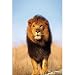 African Lion (Standing On Rock) Art Poster Print - 24x36