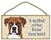A Spoiled Rotten Boxer (Uncropped Ears) Lives Here - 5