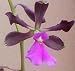 Encyclia cordigera orchid seedling