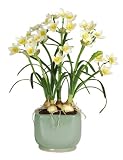 Paper White Silk Plant w / Glazed Pot - Yellow - B001DQD28W