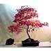 Oshio Beni Japanese Maple 7 Seeds - Acer - Bonsai