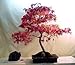 Outdoor Living : Oshio Beni Japanese Maple 7 Seeds - Acer - Bonsai